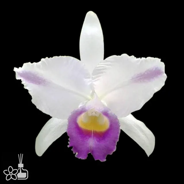 Cattleya trianae 'Heitor'