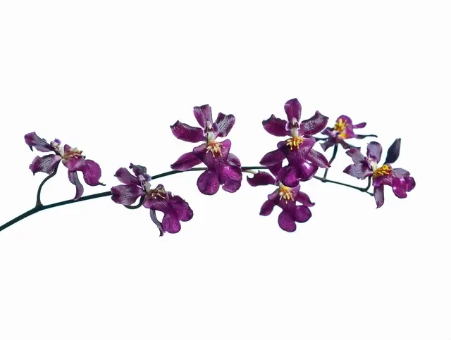 Oncidium Sharry Baby 'Ruby Doll' (Oncidium)