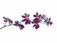 Oncidium Sharry Baby 'Ruby Doll'