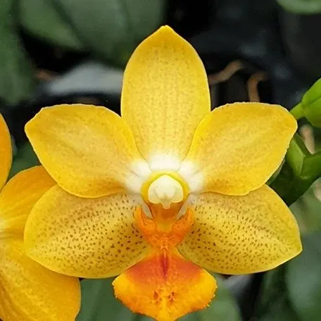 Phalaenopsis Yaphon Cupid (Phalaenopsis)