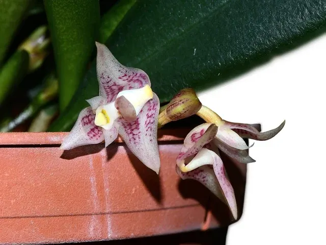 Bulbophyllum infundibuliforme subsp infundibuliforme