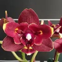 Phalaenopsis Miki Fire Bat 'Pluto' 2.5"