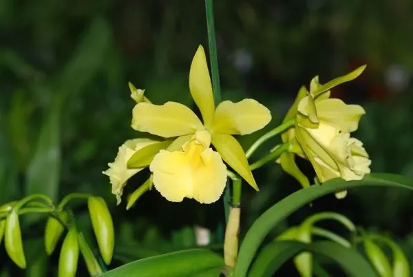 Brassocattleya HEIDE