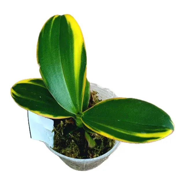 Phalaenopsis Miki Pink Fox