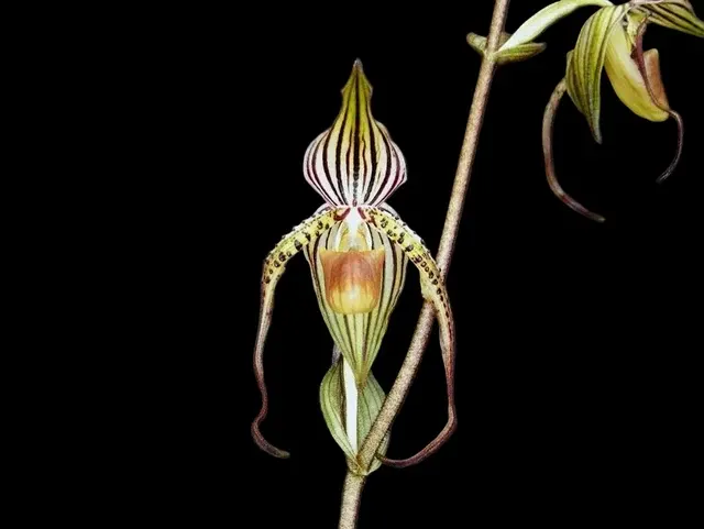 Paphiopedilum intaniae (Paphiopedilum)