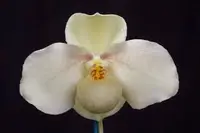 Paphiopedilum WÖSSNER WOLKE (hangianum x emersonii)