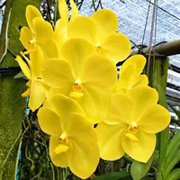 Vanda Jukkit Gold Blooming Size