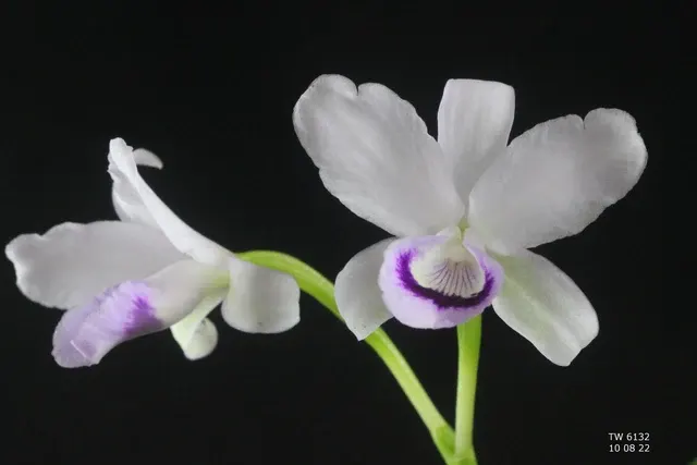 Cattleya bowringiana 'semi alba' (Cattleya)