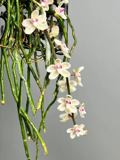 Chiloschista parishii 'Sakura'