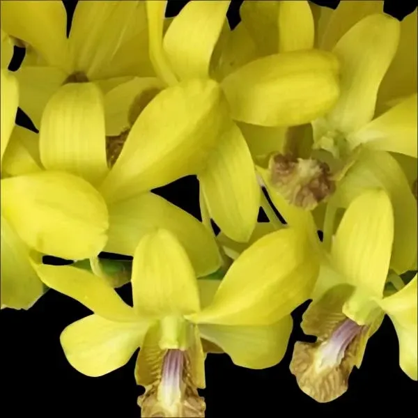 Dendrobium Thongchai Ancheng (Dendrobium)