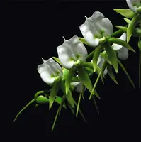 Angraecum eburneum