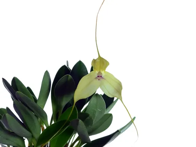 Masdevallia dalessandroi (Masdevallia)