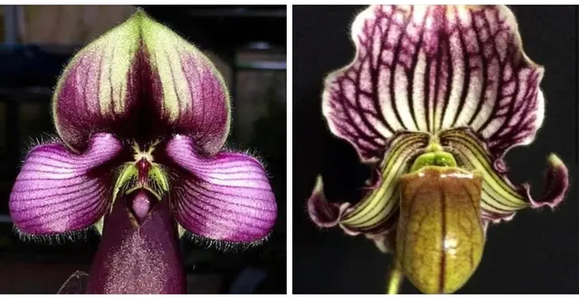 Paphiopedilum HANOI FAIRY (Paphiopedilum)