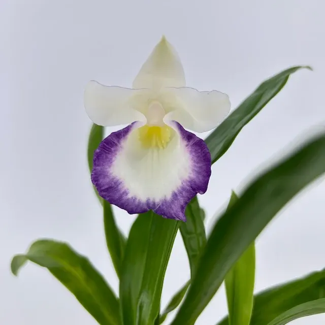 Cochleanthes 'Kiss'