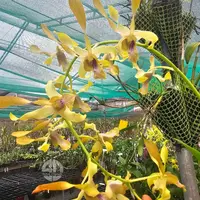 Dendrobium Orchid Gold Flush X May Neal x Lasianthera Mature Bushy Plant - Ready To Flower