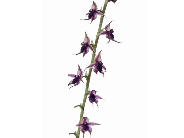 Platystele schmidtchenii (Platystele)