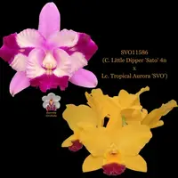 Cattleya Orchid Hybrid SVO11586 (C. Little Dipper 'Sato' 4n x Lc. Tropical Aurora 'SVO')