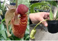 Crths. macrantha x self (CORM) ( - - Coryanthes ) Crths.=Coryanthes