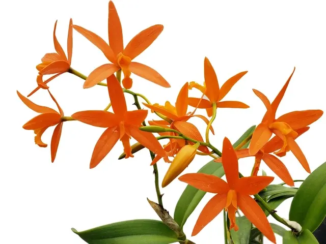 Cattlianthe Jardin Del Azuay