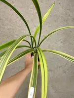 Cymbidium ensifolium Bai Lian | Five Color Variegation | SapphireChild Orchids