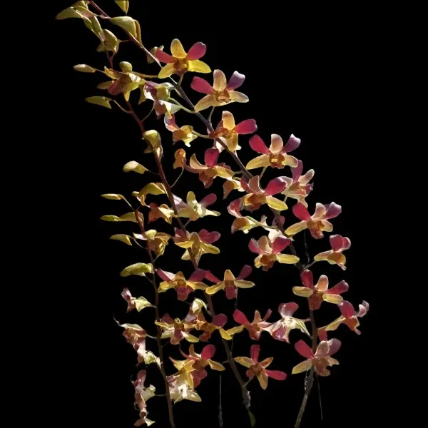 Dendrobium Tommy