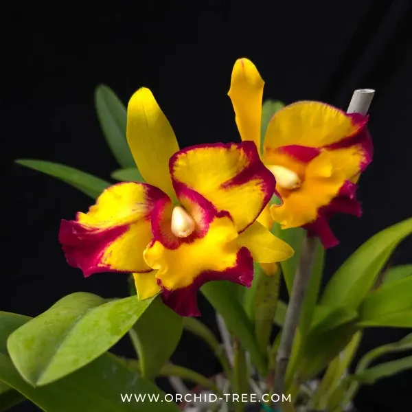Rhyncholaeliocattleya Shang Ding Beauty (Rhyncholaeliocattleya)