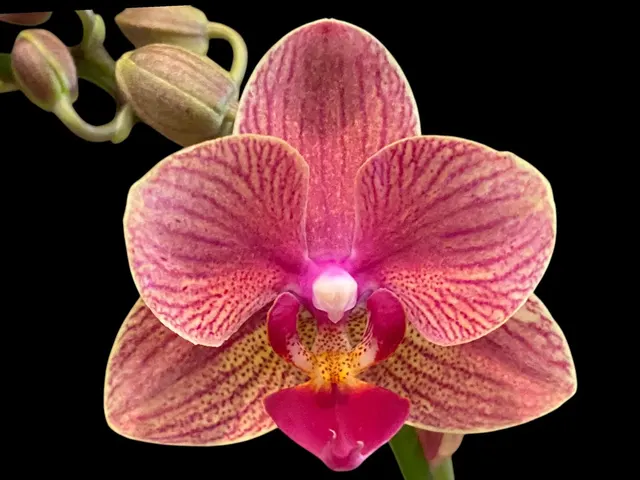 Phalaenopsis Dtps I-Hsin Confetio 'IS2744#5'