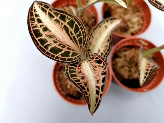 Anoectochilus albolineatus variegata (Anoectochilus)