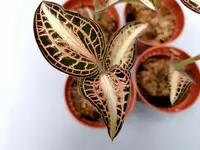 Anoectochilus albolineatus variegata