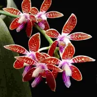 Phalaenopsis corningiana var. red sp.