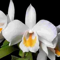 Dendrobium formosum thai sp.