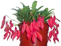 Masdevallia deformis