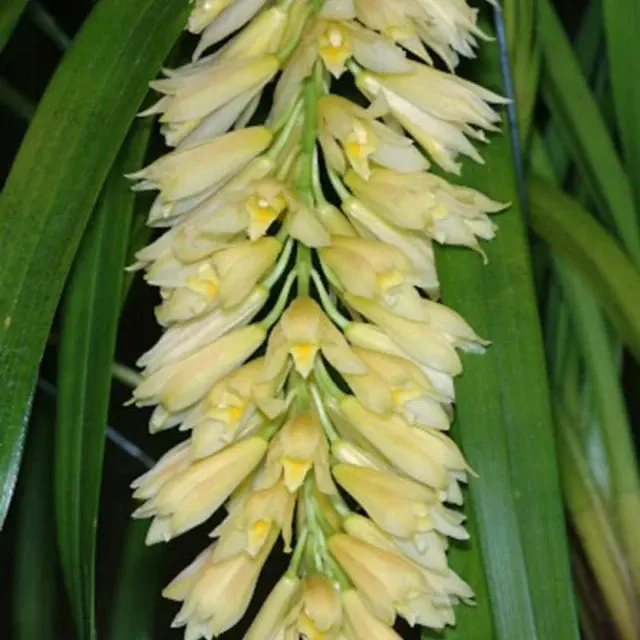 Cymbidium elegans (Cymbidium)