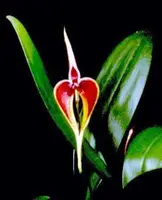 Bulbophyllum masdevalliaceum