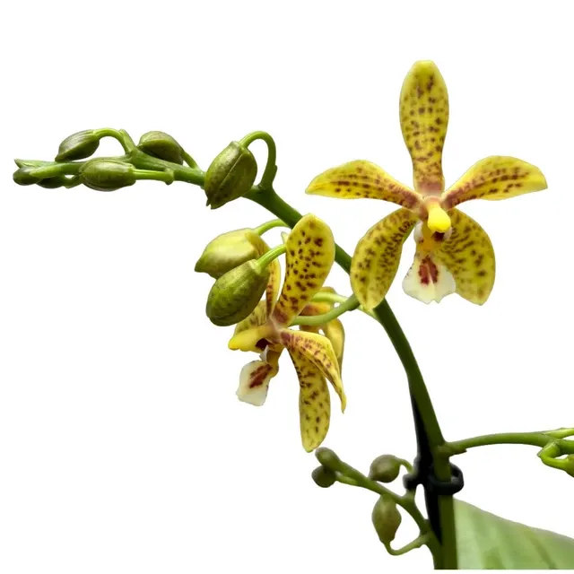 Phalaenopsis Starfish Exotic