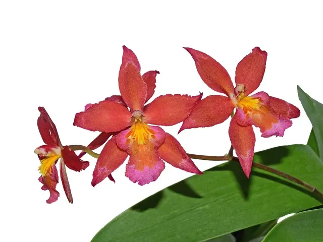 Oncidium Espiritu Santo F. Pink (Oncidium)