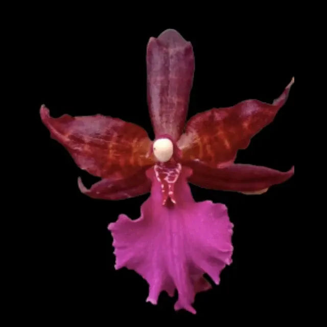 Oncidium Alliance - Colmanara Massai 'Pink’