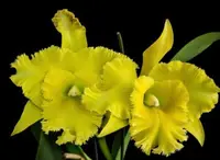 Rlc. Ports of Paradise 'Green Ching Hua' AM/AOS (M 70N) (Hybrid) Rlc.=Rhyncholaeliocattleya
