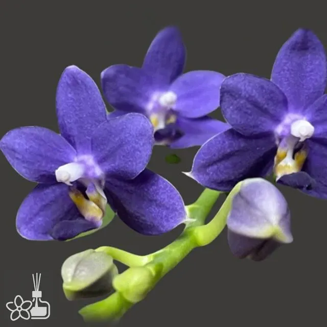 Phalaenopsis LL Blue Perfume 'Lambor'