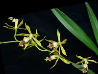 Oncidium portilloides