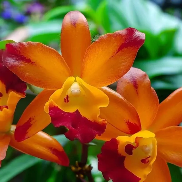 Cattlianthe Varut Startrack - Parfumata 'Golden Tiger'