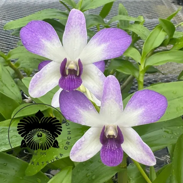 Dendrobium Aridang Blue - Buds