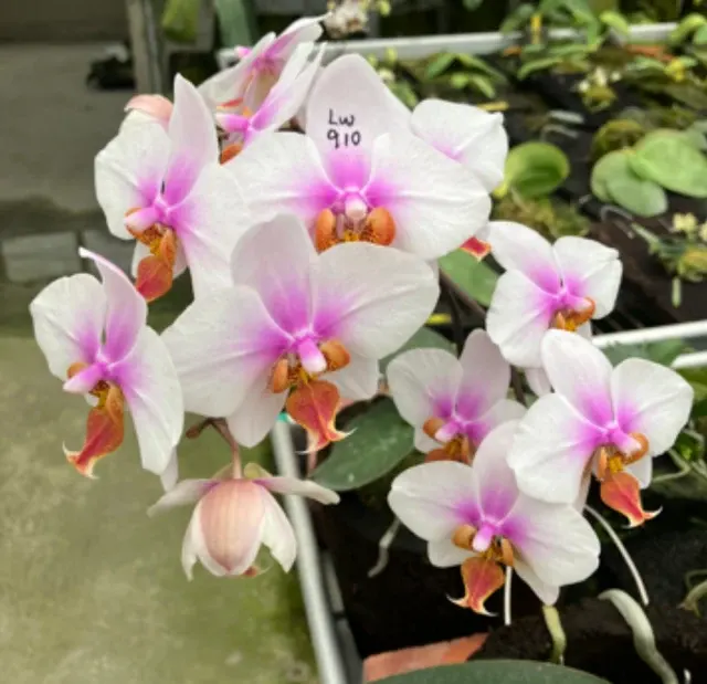 Phalaenopsis Joy Philippine Princess 'Jubilee Hope'