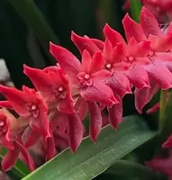 Dendrochilum wenzelii ‘Red’