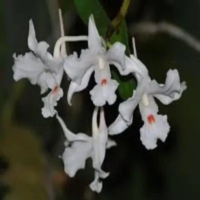 Dendrobium virgineum sp (Dendrobium)