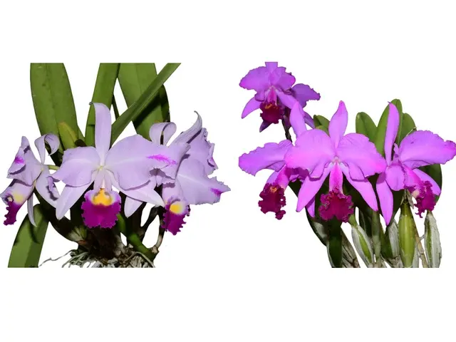 Cattleya trianae splash 'Camila' (Cattleya)