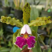 Cattleya schilleriana var. semi alba × sib 2.5" Fragrant — Acclimated
