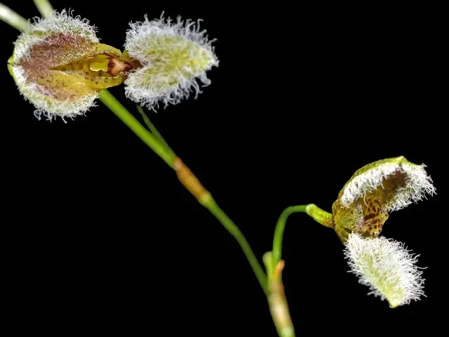 Stelis kefersteiniana (Stelis)