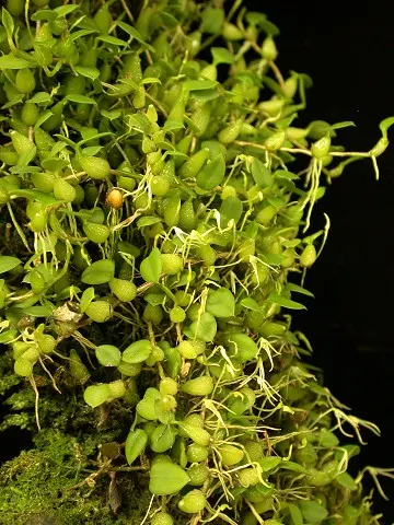 Bulbophyllum alagense (Bulbophyllum)
