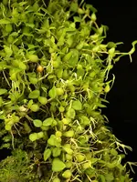 Bulbophyllum-alagense large form — Other Plants